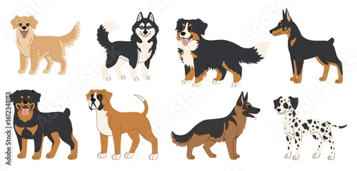 Set of cartoon dog breeds. Collection of large dogs of different breeds. Golden retriever, husky, bernese mountain dog, doberman, rottweiler, boxer, shepherd and dalmatian. Pets on white background.