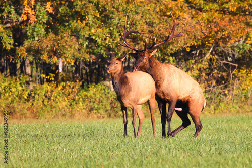 Bull elk and cow bugling mate in the rut in the North Carolina mountains. 