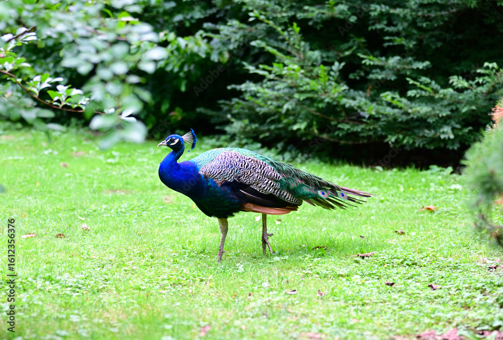 Obraz premium Pfauen in Forstbotanischer Garten und Friedenswald Köln, Deutschland