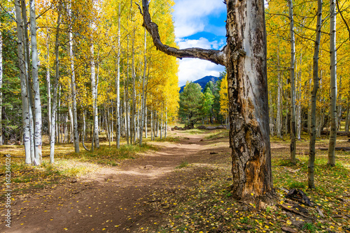 Autumn Aspens on Aspen Loop Trail – Flagstaff, Arizona Fall Colors