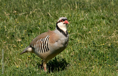 Chukar, a beautifulgame bird, living in the wild.
