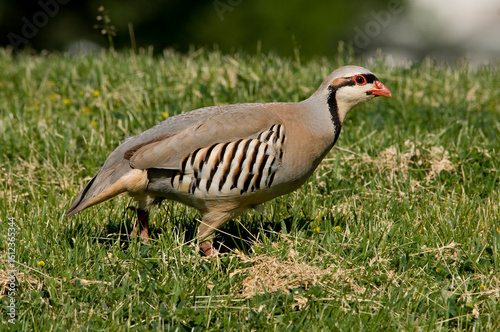Chukar, a beautifulgame bird, living in the wild.
