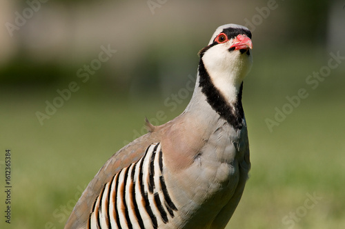 Chukar, a beautifulgame bird, living in the wild.