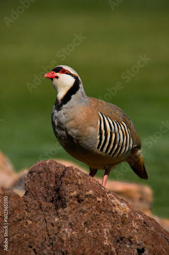 Chukar, a beautifulgame bird, living in the wild.