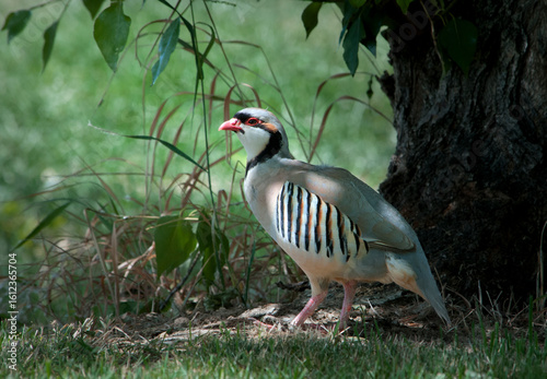 Chukar, a beautifulgame bird, living in the wild.