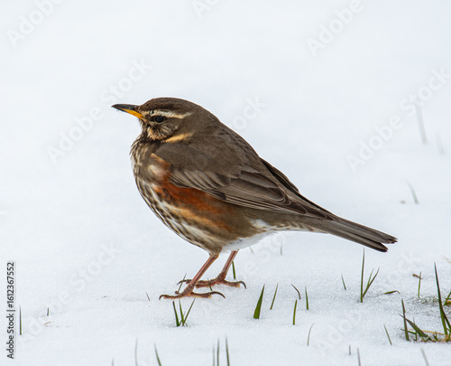 Redwing bird in the beautiful nature