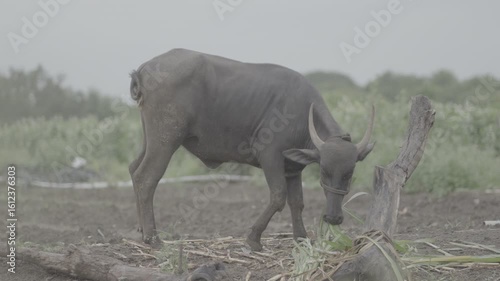 indian Buffalo Feeding in Farmland – 4k 10bit 4:2:2 slog3 unedited clip