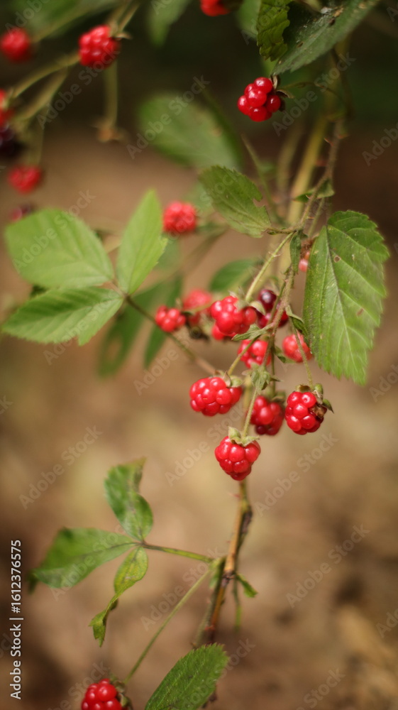 Obraz premium Wild Red Berries in the Forest