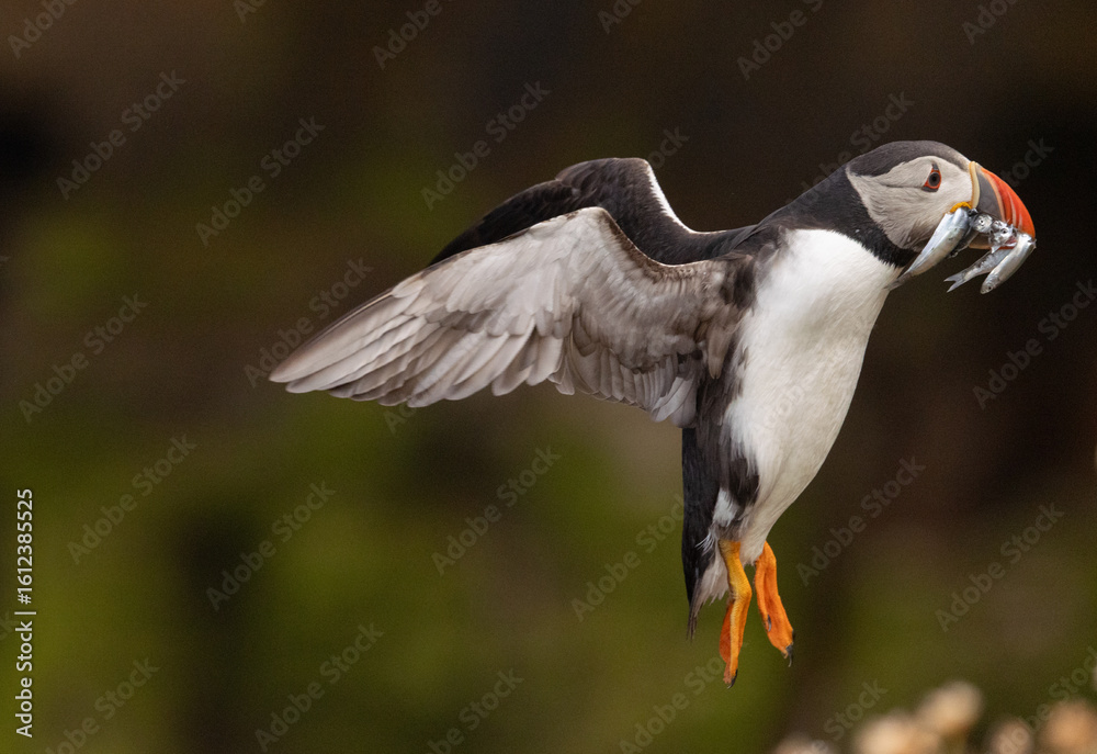 Fototapeta premium Puffin Carrying Fish in Flight over Cliffs, Orkney Scotland