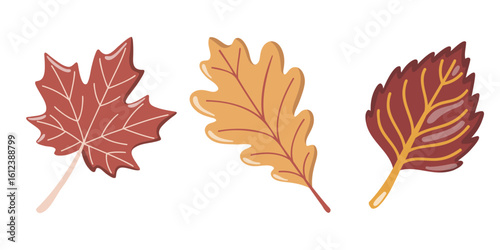 Autumn leaf set with maple, oak and elm foliage. Fall time clipart. Vector isolated illustration on white background.