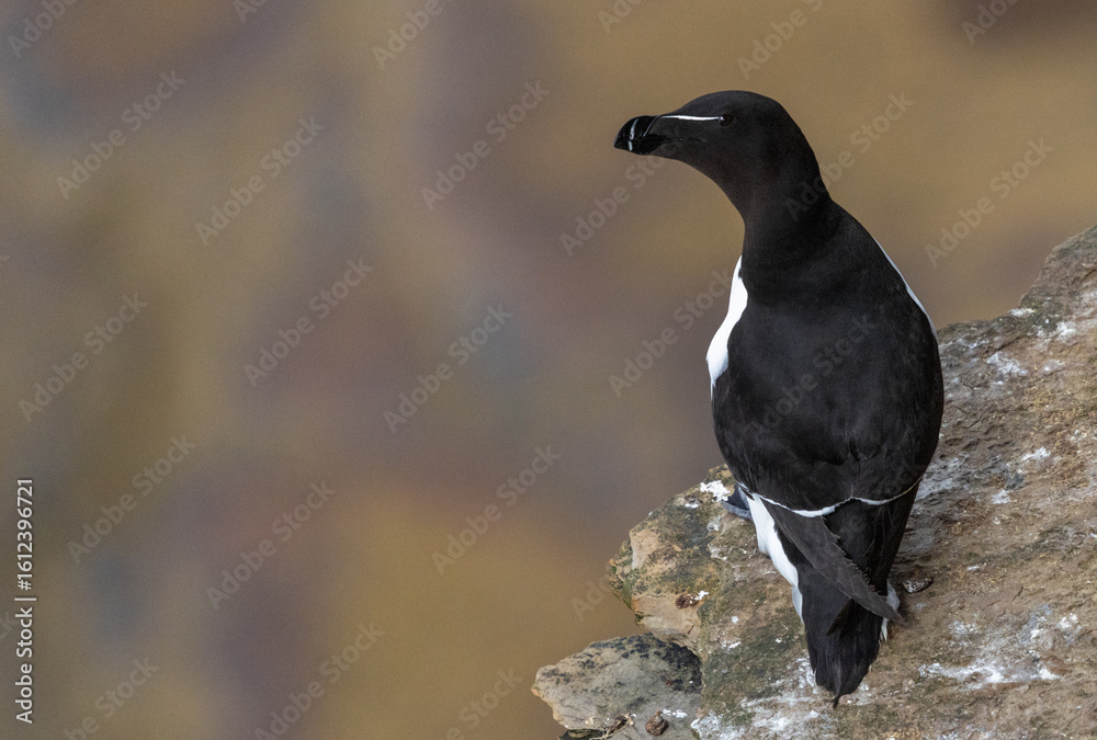 Obraz premium Razorbill Perched on a Cliff, Orkney, Scotland