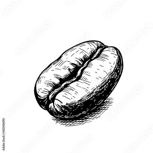 Hand-drawn coffee bean sketch with detailed texture and shading  