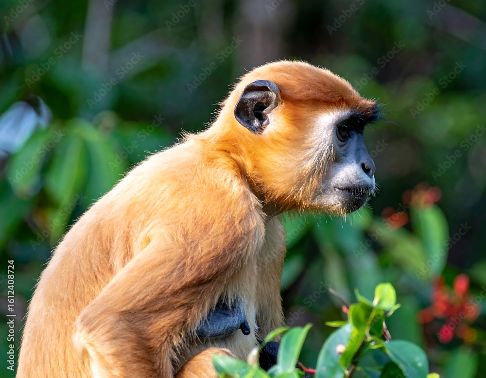 Fototapeta premium Close-up of a reddish-brown monkey in a jungle