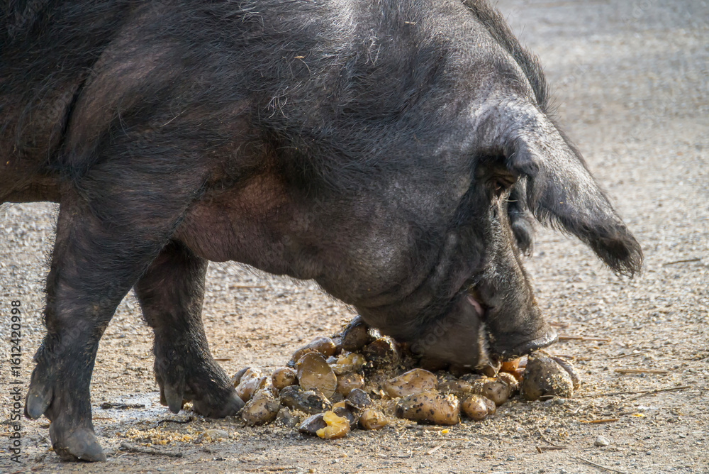 Gascogner Schwein beim Fressen Gascogner Schwein beim Fressen