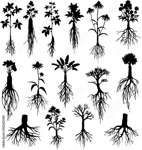 A collection of fifteen black silhouette illustrations of various plants, each showing the entire plant from roots to leaves and flowers.