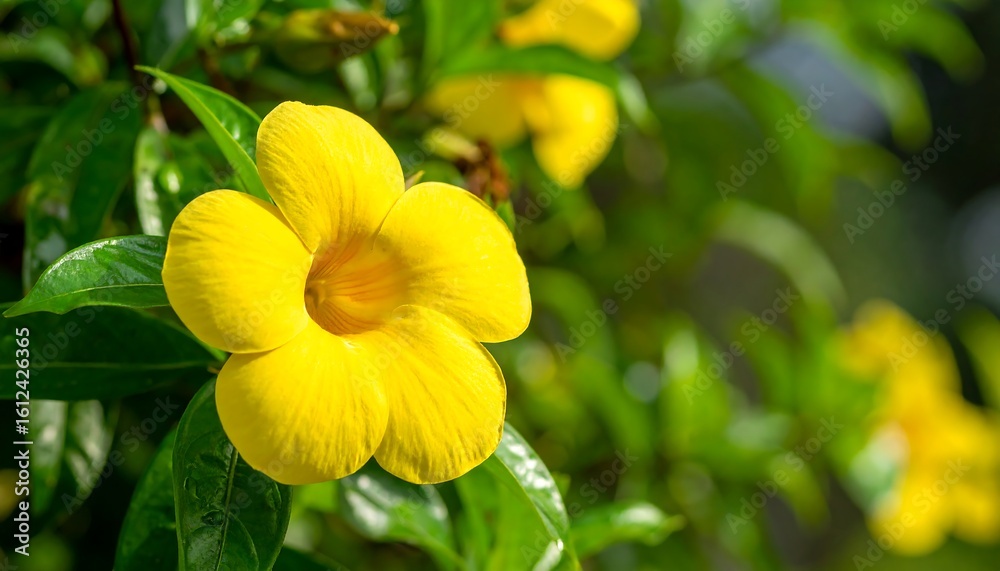 Close-up of bright yellow flowers Close-up of bright yellow flowers