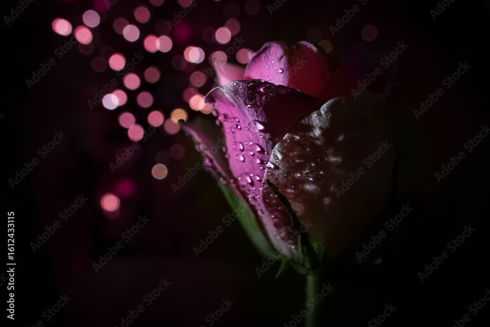 Obraz premium Romantic Pink Rose with Water Droplets and Bokeh Lights