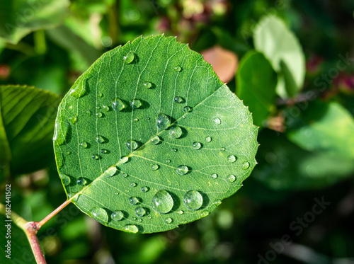 Green Leave with Drops