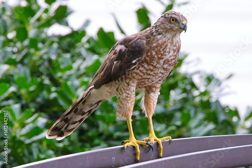 Red shouldered cooper hawk perched looking for prey. 
