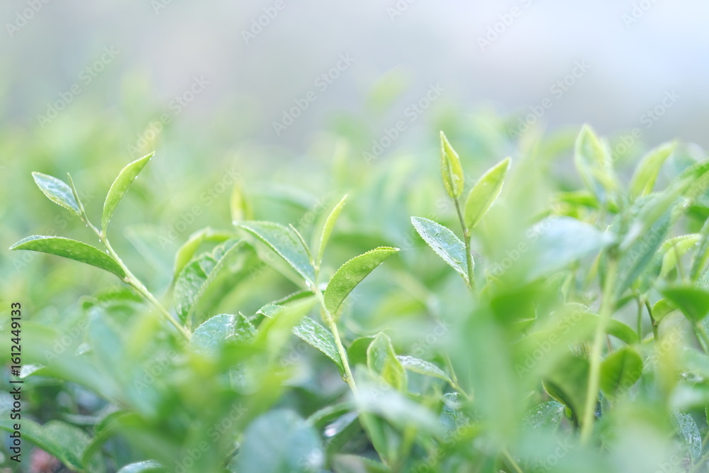 Obraz premium Close up Fresh Tree tea plantations mountain green nature in herbal farm plant background morning. Field of green tea tree leaves tender bud herbal Green tea tree in camellia sinensis organic farm.