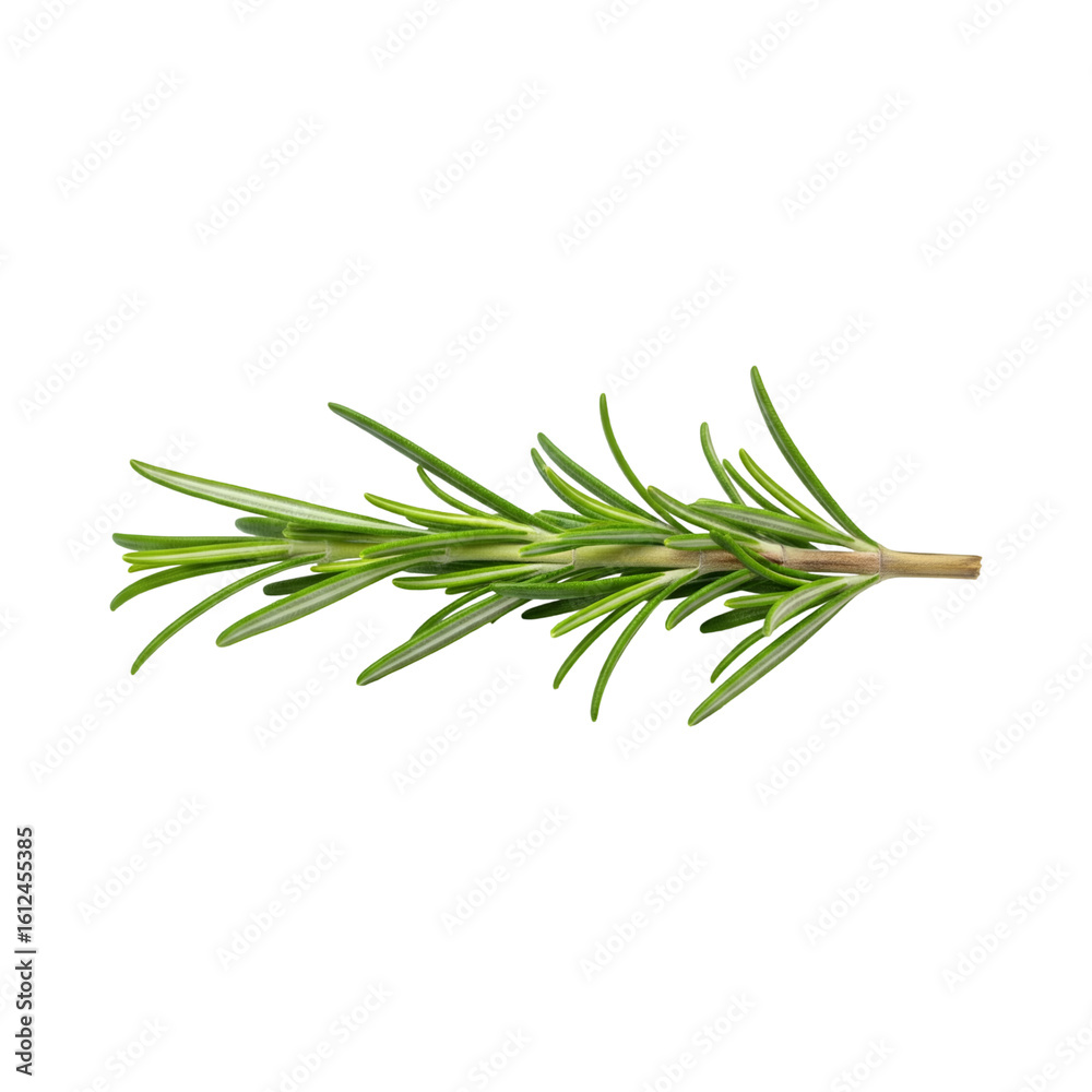 Fototapeta premium rosemary on white background Cut out the background