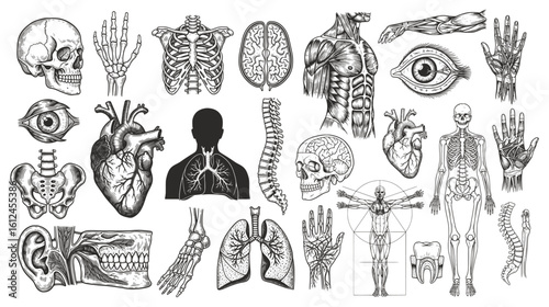 A detailed collection of hand-drawn anatomical illustrations—skulls, hearts, brains, skeletons, and organs—in vintage monochrome style. Ideal for medical art, education, or gothic-themed designs.