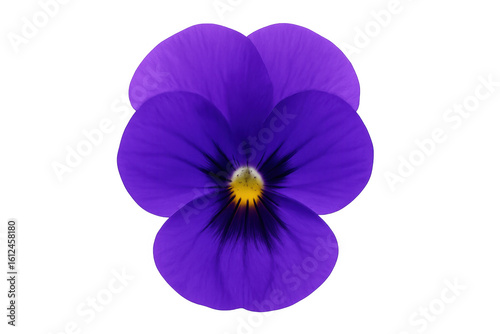 Purple pansy flower blooming, soft petals revealing intricate floral structure, transparent background highlighting delicate botanical beauty