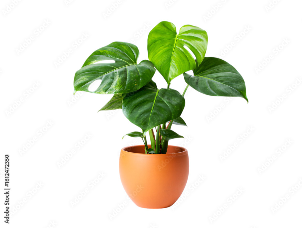 Fototapeta premium Healthy monstera deliciosa plant in a terracotta pot isolated on transparent background
