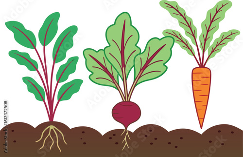 Beetroot and carrot plants growing in soil vector