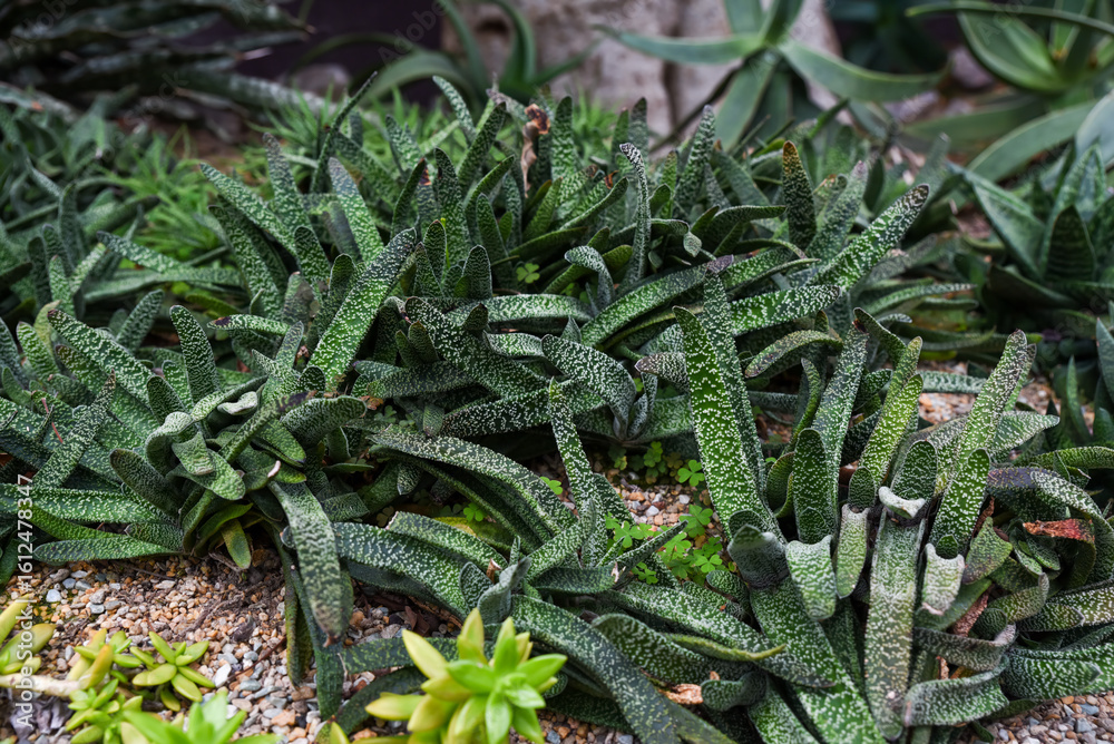 Fototapeta premium Cluster of Gasteria carinata with mottled green leaves growing in a dry cactus garden, surrounded by gravel and other succulents in a desert landscape.