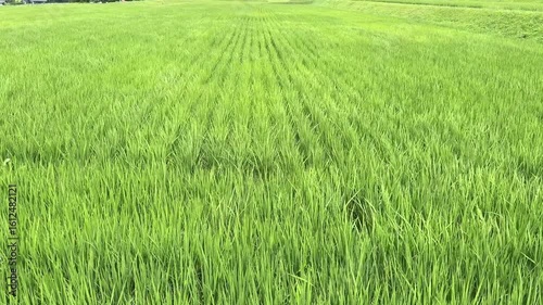風に揺れる緑の稲