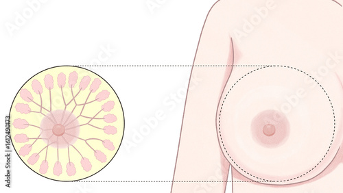 Female breast anatomy Ducts and Lobules Unlabeled diagram PNG