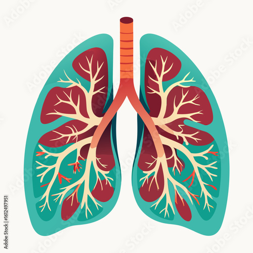 Human Lungs Anatomy with Bronchi and Alveoli