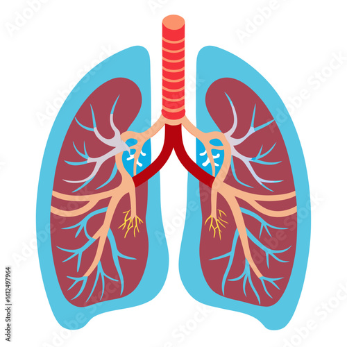 Human Lungs Anatomy with Bronchi and Alveoli