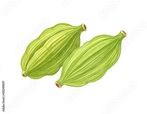 Wallpaper Mural Cardamom isolated on a transparent background Torontodigital.ca