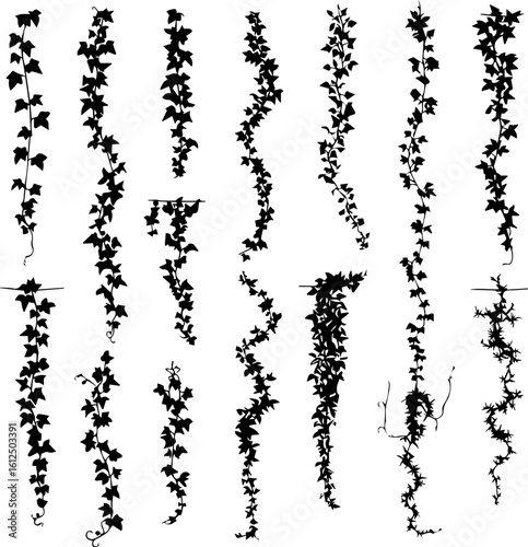 Silhouette illustration of various ivy vines hanging vertically, showcasing different leaf densities and stem patterns against a white background.