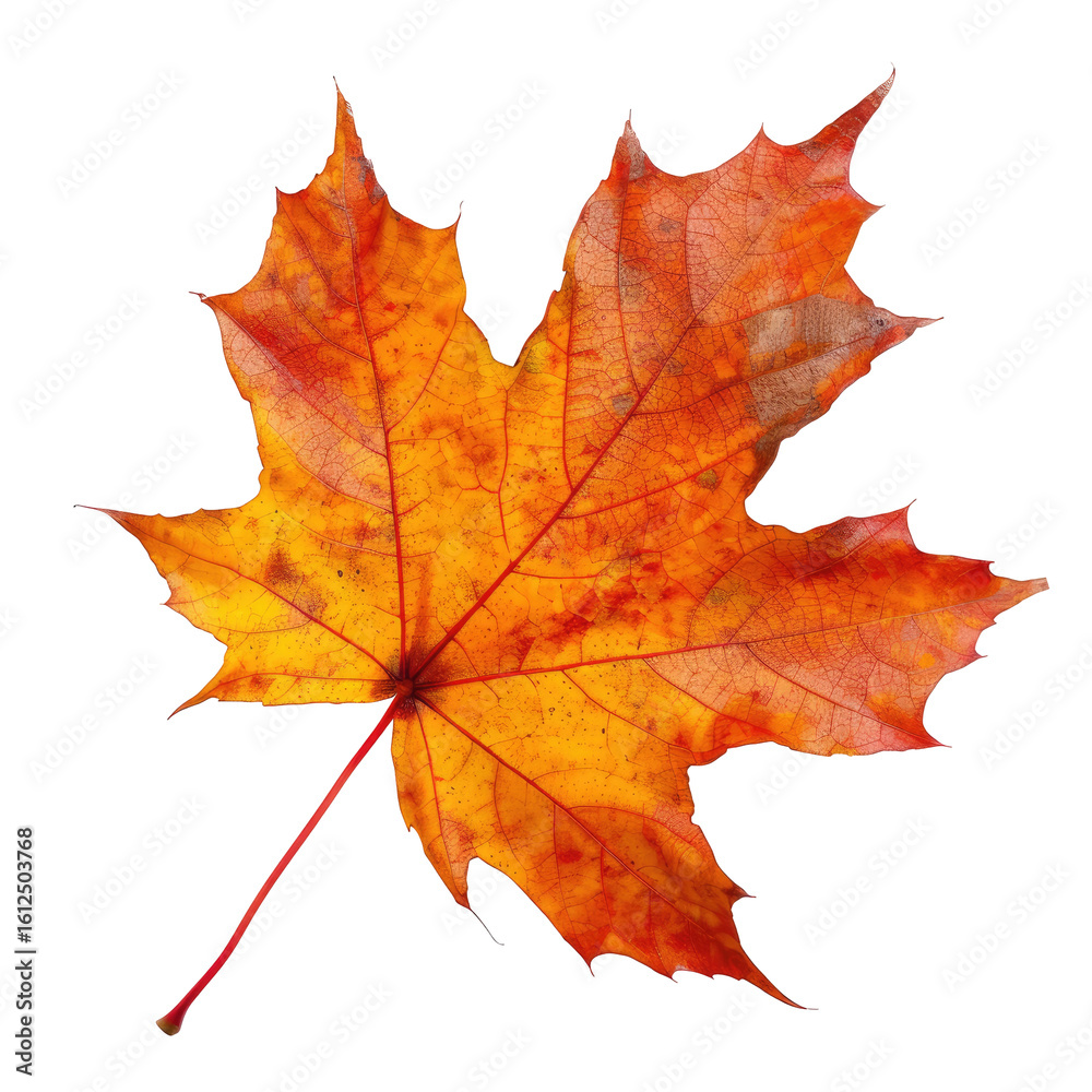 Vibrant autumn maple leaf, detailed and isolated Vibrant autumn maple leaf, detailed and isolated