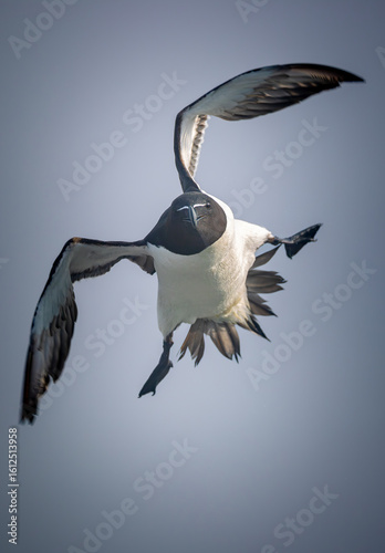 Принти на полотні Frontal flying approach of a razorbill
