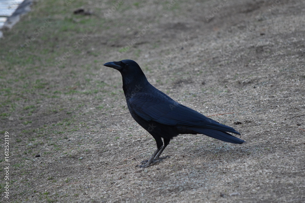 Obraz premium Nara Raven