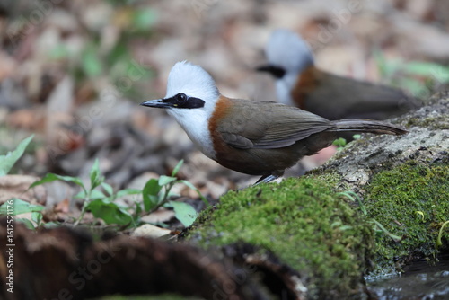 Photography The white-crested laughingthrush (Garrulax leucolophus leucolophus) is a member of the family Leiothrichidae