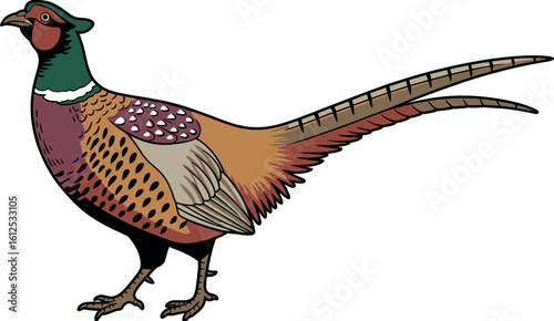 Illustration of a pheasant with red head and long tail standing on a white background art style