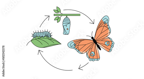 Understanding the Incredible Transformation of Butterflies Through Their Life Cycle Stages Explored
