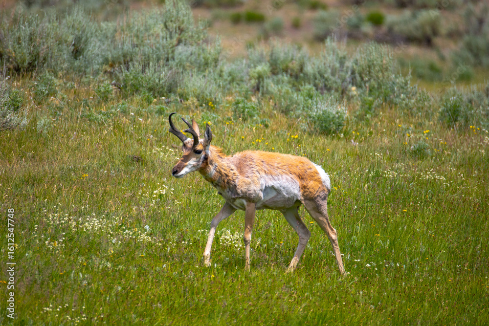 Pronghorn in Yellowstone National Park Pronghorn in Yellowstone National Park