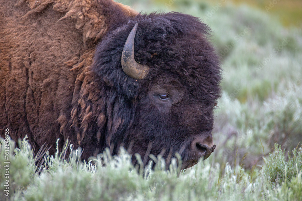 Bison in Yellowstone National Park Bison in Yellowstone National Park