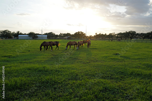 polo ponies in a field relaxing in the Sarasota off-season in Lakewood Ranch, Florida