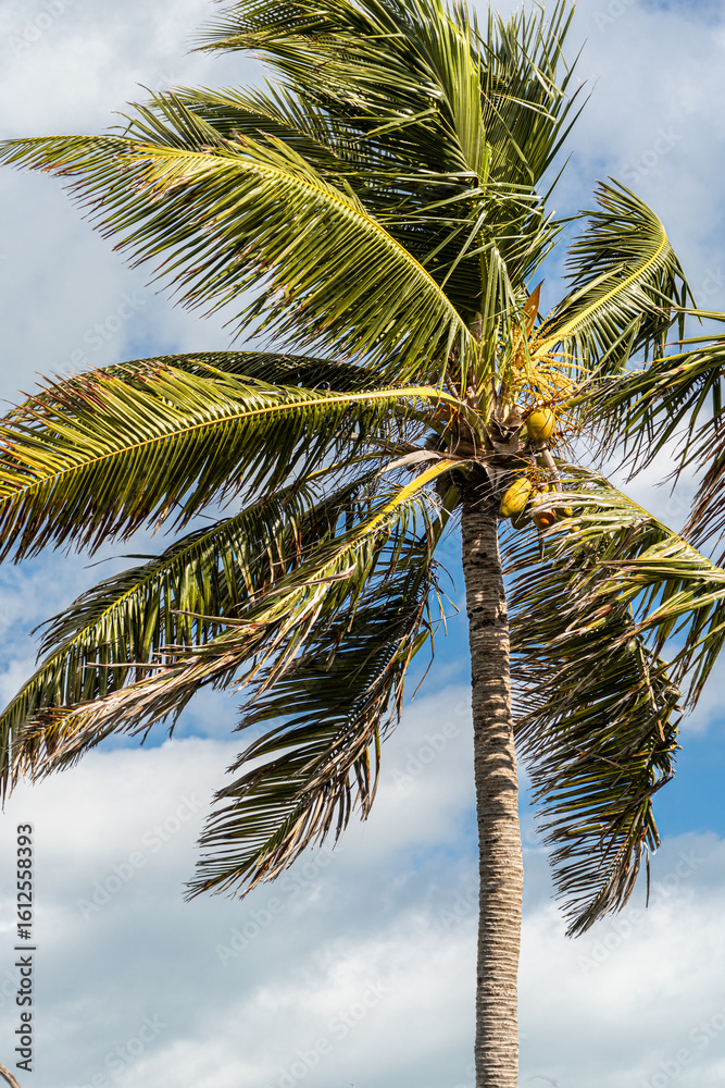 Fototapeta premium Coconut Palm Tree Against Blue Sky in the Florida Keys
