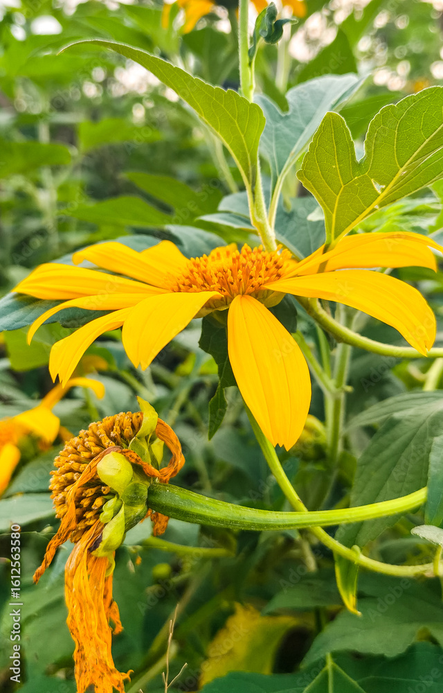 Fototapeta premium yellow flower in the garden