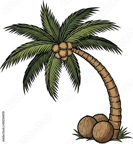 Hand-drawn coconut palm tree with coconuts and curved trunk