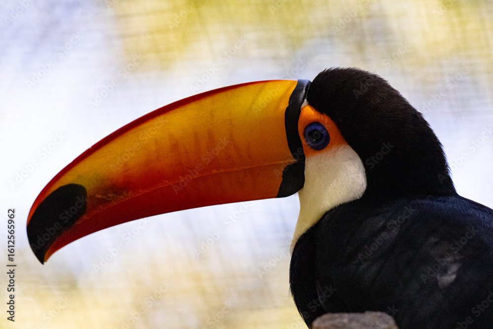 Obraz premium toucan