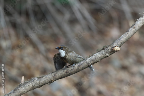 Canvas Print The white-throated laughingthrush (Pterorhinus albogularis) is a species of passerine bird in the family Leiothrichidae